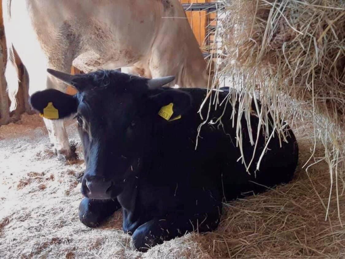 فيلا Sparaniseفي Agriturismo La Caffettiera المظهر الخارجي الصورة