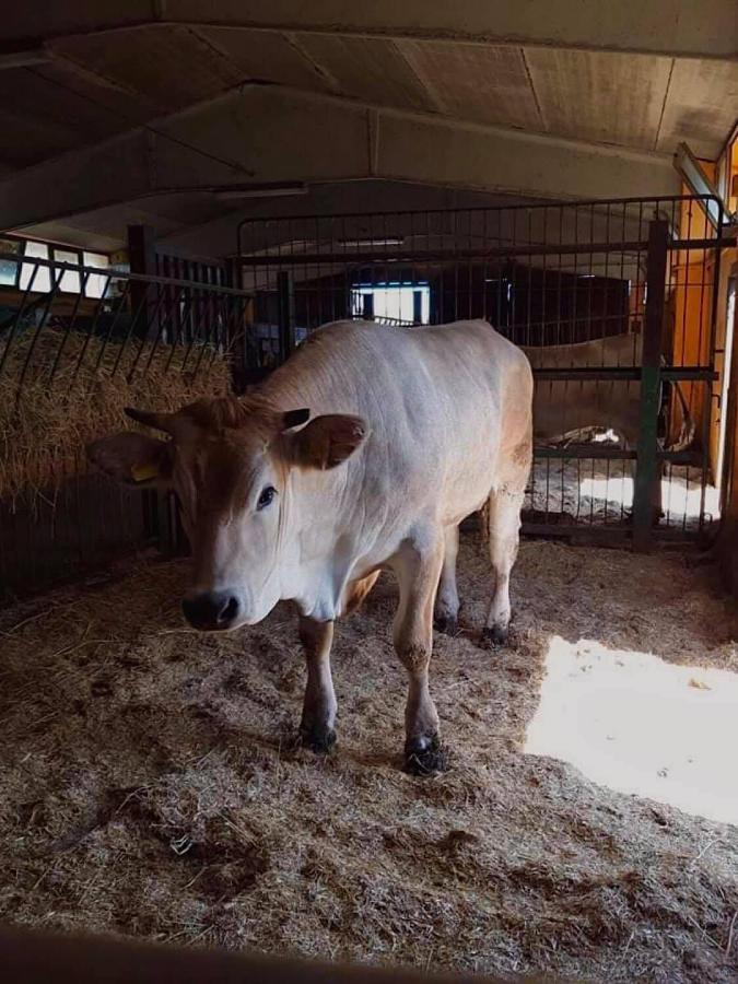 فيلا Sparaniseفي Agriturismo La Caffettiera المظهر الخارجي الصورة